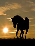 arab horse in sunset