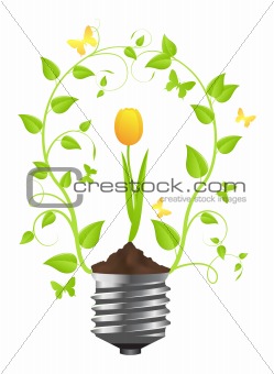 Bulb with plant of tulip