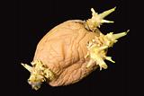 Sprouting potato tuber isolated on black