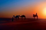 Camels on Sand