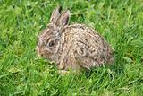 Little hare