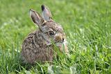  Small little hare
