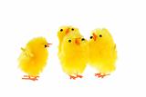 yellow chicklings