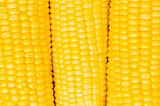 Extreme close up of yellow corn cobs
