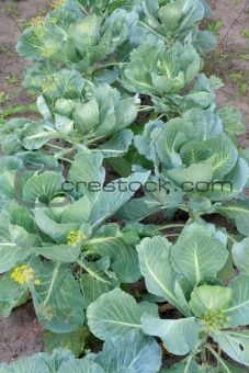 Cabbage grow on land