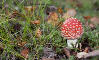 Poisonous red mushroom