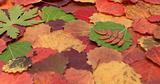 Autumn sheet background