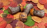 Mushrooms put on autumn sheet