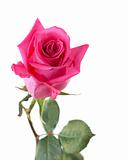 Flower rose with green stalk