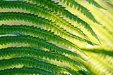 Green leaves of wild young fern for background