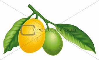 Lemon vector