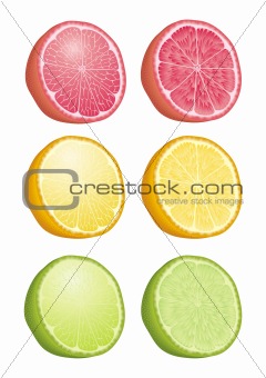 Citrus fruits vector