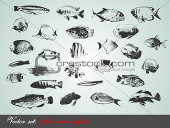 vector set: fish, shells and seafood