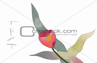 red tulip isolated card