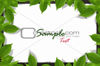 Green leaves on white background 
