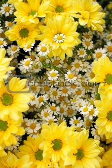 yellow and white flowers 