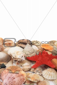 shea shells 