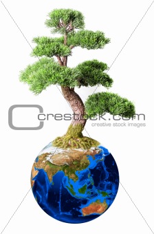 Bonsai from earth planet