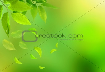 Bright green leaves on the branches in the autumn forest