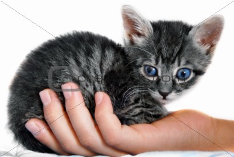 Little kitty on hand