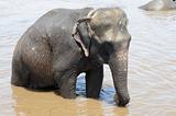 Elephant bathing in river