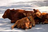 Calf families