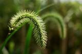 Herb of green bristle grass