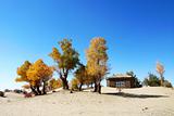 Landscape of golden trees and wooden house in the desert