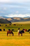 Horse on grasslands