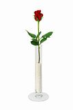 Single rose in simple glass vase filled with beads