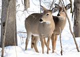 Whitetail Deer Yearling And Doe