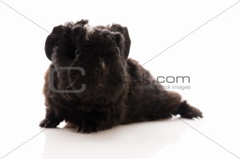 baby guinea pig. texel. isolated on the white