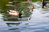 ducks in water of lake 