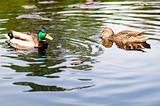 ducks in water of lake 