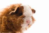 baby guinea pig. texel