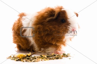 baby guinea pig. texel