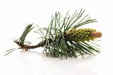 pine branch isolated on the white background
