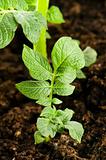 growing potato. baby plant in soil 