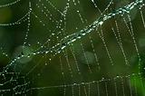 cobweb with glistening dewdrops