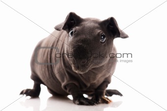 skinny guinea pig isolated on the white background