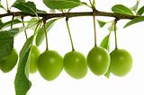 growing green plums isolated on the white