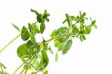Fresh leafs of thyme herbs on a white background 