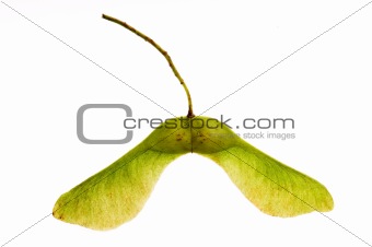 sycamore seeds on white background 