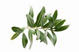 Olive branch isolated on the white