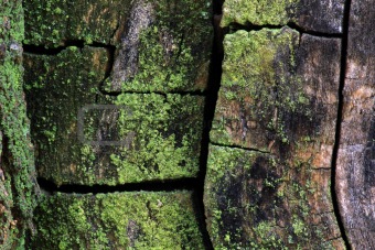 Gaps on a mulberry tree with moss