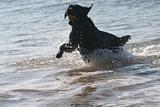 Black labrador in the sea