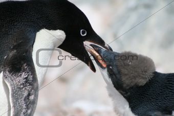 Penguin chicks and parent