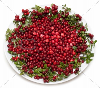 Cowberry on plate