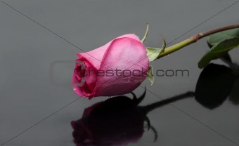 Rose with dewdrop on gray background