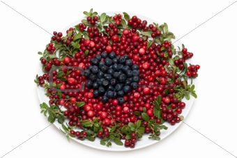 Cowberry and whortleberry on plate